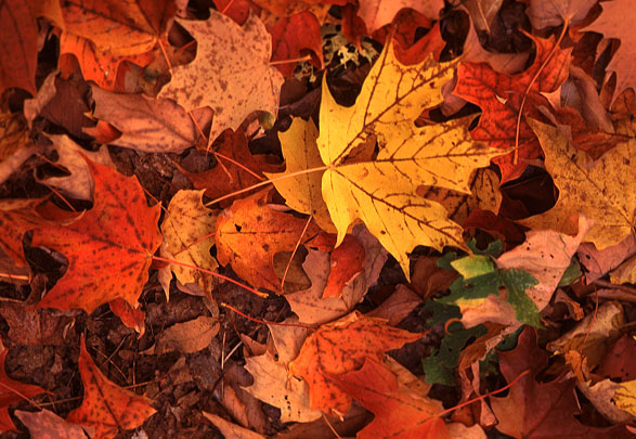 My Favorite Time of Year