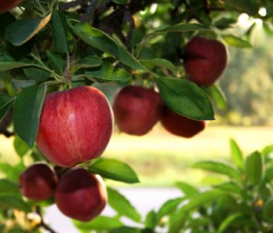 apples