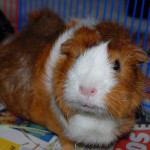 Camillla