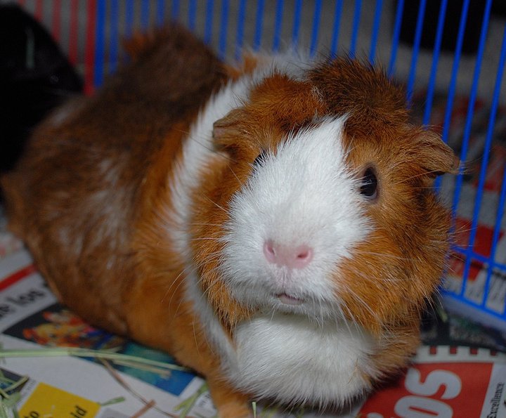 Adventures in Pet Ownership