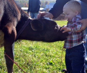 clark cow