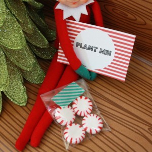 25 Days of Elf 9