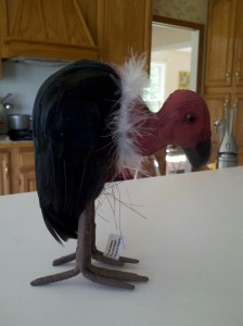 vulture