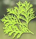 cedarwoodnhc