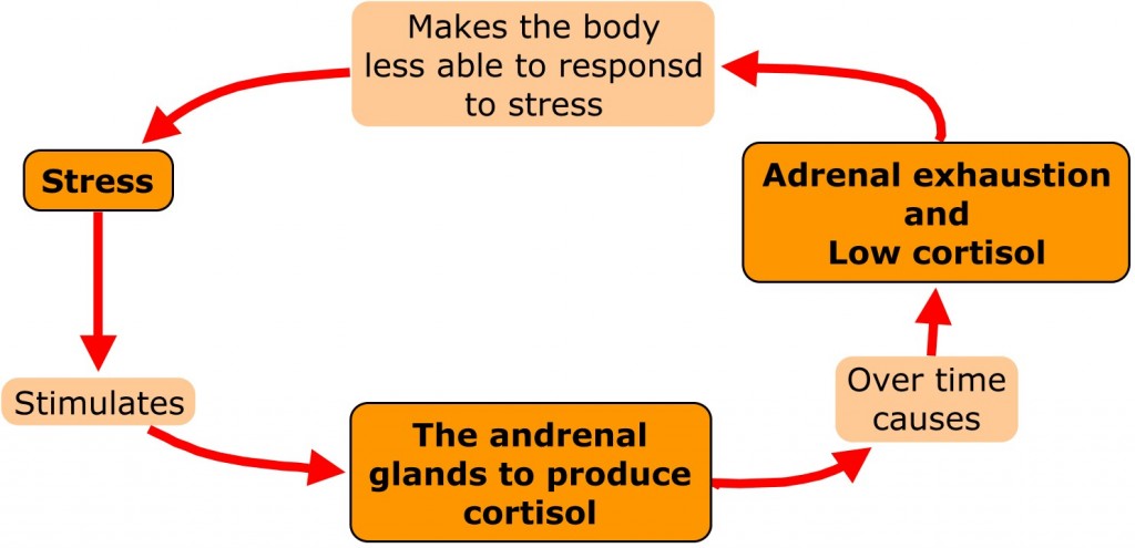 adrenal fatigue