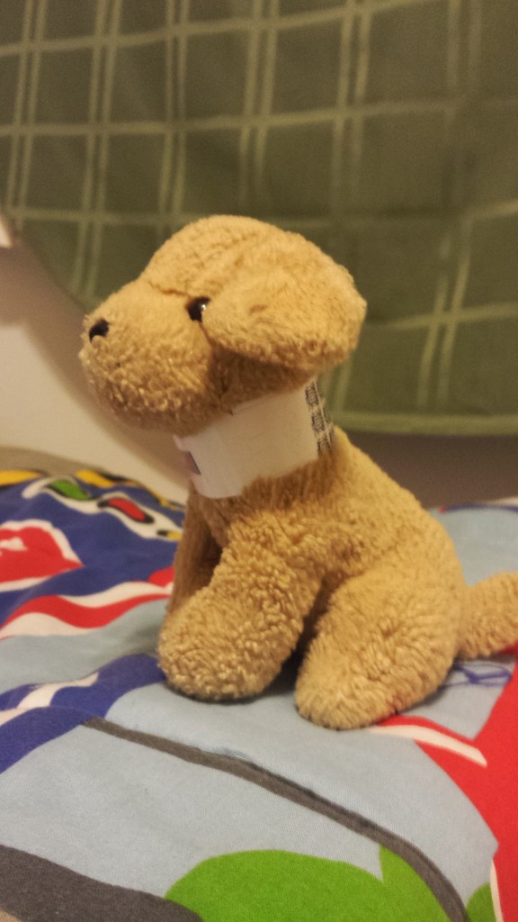 Big Bro's Doggie gets a hospital bracelet too