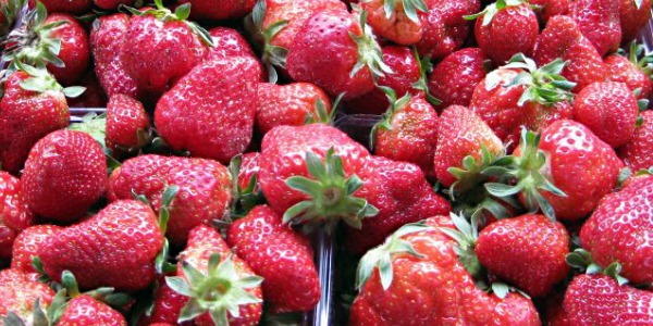 10 Burlington Area Pick Your Own Berry Farms