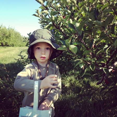 boy, boy in hat, boy picking apples, apple picking, apple orchards, shelburne apple orchard