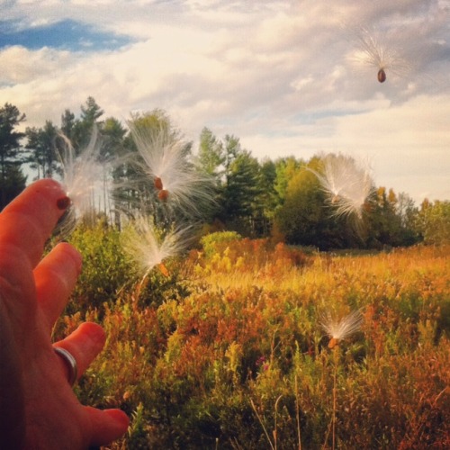 last minute ideas hpr milkweed