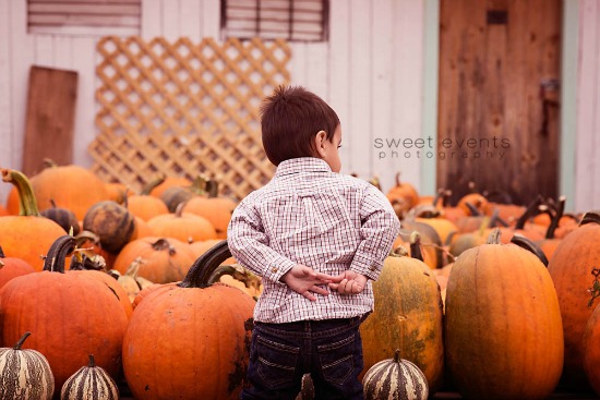 little boy, pumpkins, farm