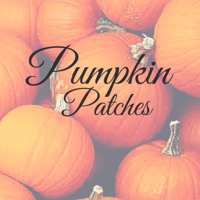 pumpkin patches