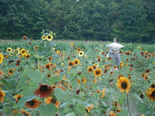 sunflower-maze