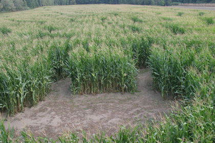 Corn-maze-sm