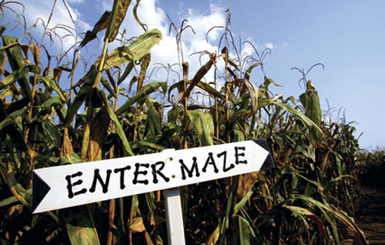 percy's corn maze