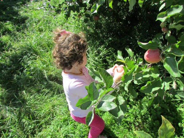 Shelburne Orchards Nora