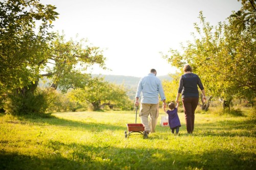 chapin orchards