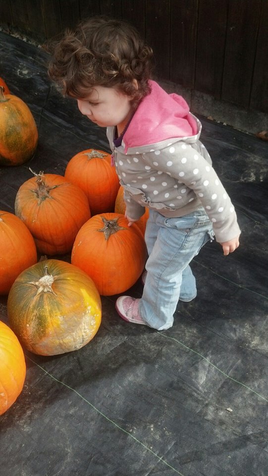 Sam Mazza's pumpkin patch