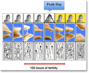 famiy_planning_ovulation_peak_day_2