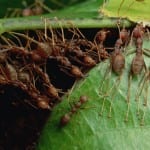 ants-109_129248