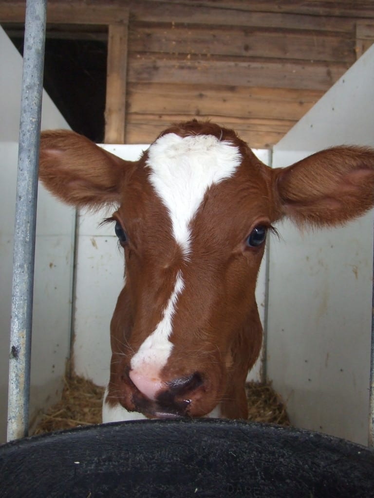 baby calf in VT