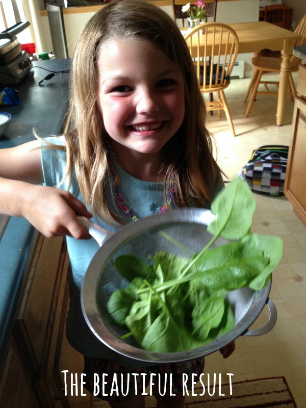 Newbie Tips on Starting a Family Garden