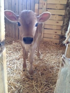 Calf
