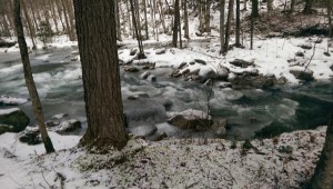 water, trees, snow