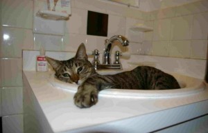 pumpkin in sink- resized
