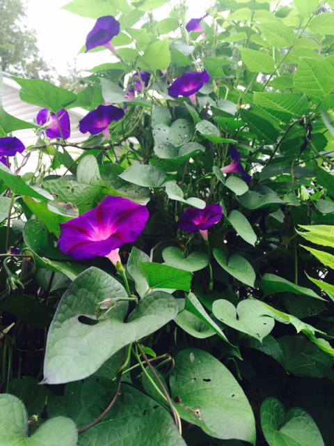 Mornings by Mom Purple morning glories
