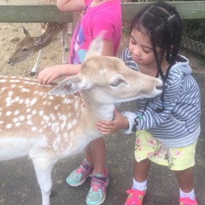 Loving the deer at the York Zoo