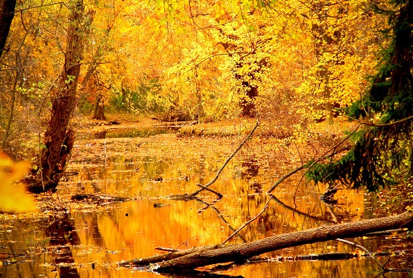 Fall Colors Reflected in Water