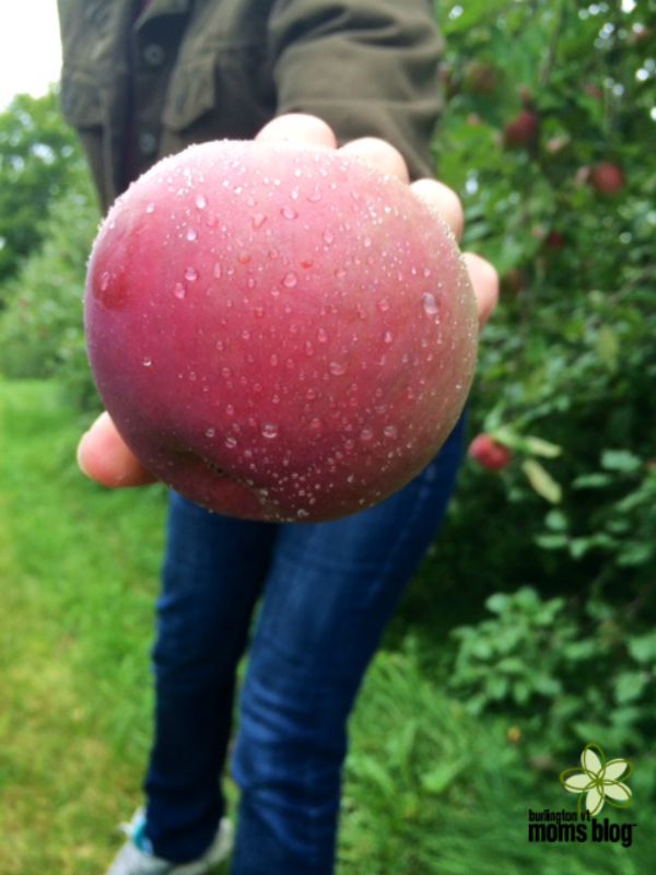 apples, apple picking, apple picking in vermont