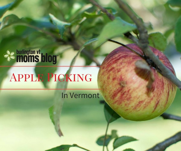 Vermont Apple Picking – Our Favorite Places to Harvest the Bounty apple picking, vermont