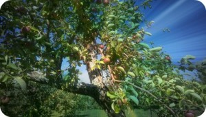 apple tree