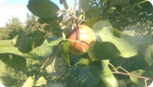 apple, leaves