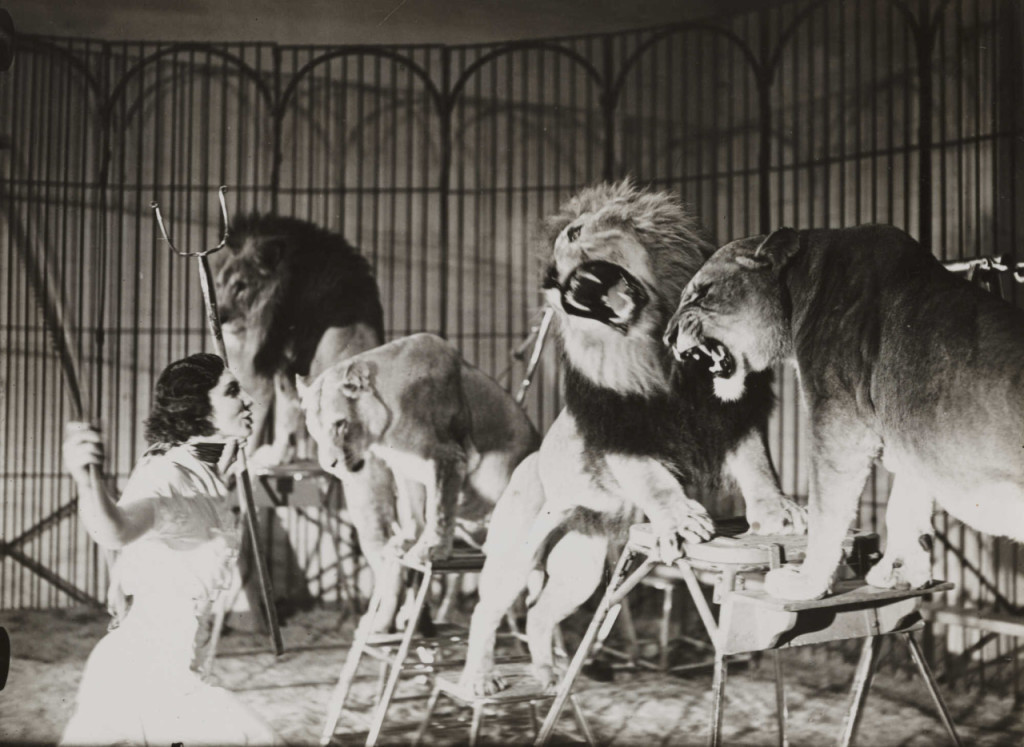 Watch out, I may pounce ... on the chance to talk to an adult. (Photo source: https://www.flickr.com/photos/nationalmediamuseum/3588573761)