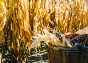 indian corn, cornstalks