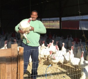 turkey, farm, local