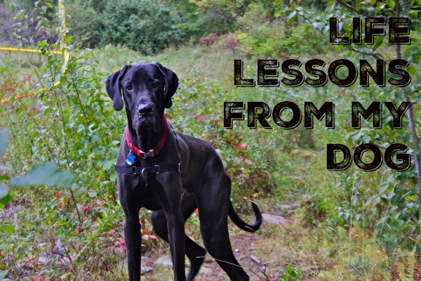 Life Lessons from my Dog
