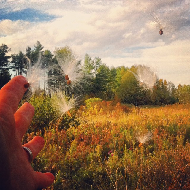 milkweed for blog