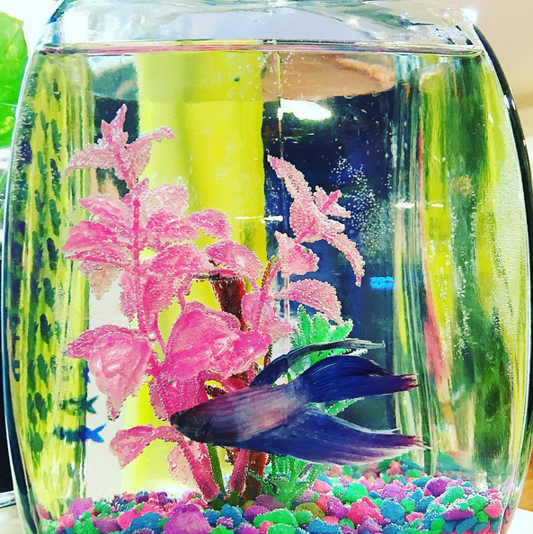 Pet Spotlight & Answering Toddler Fish Questions