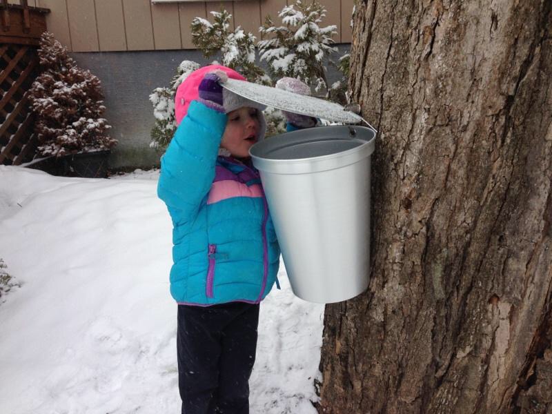 Maple Sugaring at Home