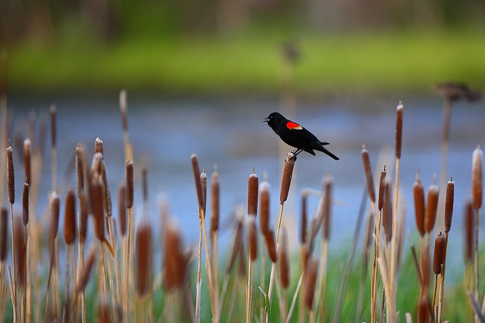 Spring Time Nature Activities with Your Kids