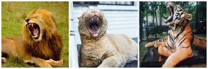 lion, cat, tiger