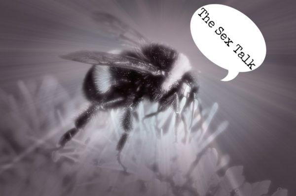 We Just Had “THE TALK” With Our Son birds and bees, sex education, sex talk
