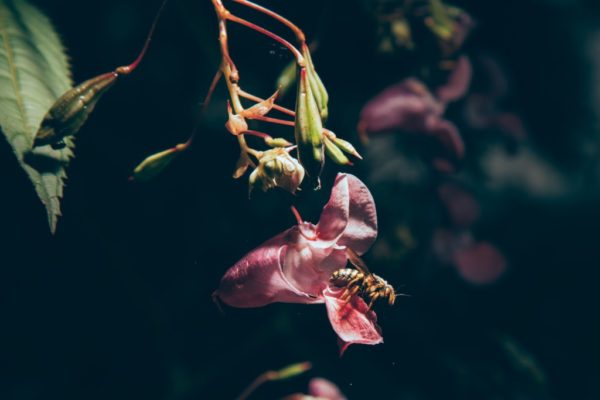 birds and the bees talk