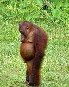 monkey sticking out belly