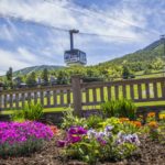 rs5872_june21_flowers_tram-lpr__large