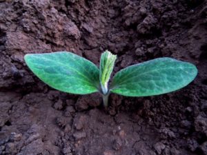 seedling