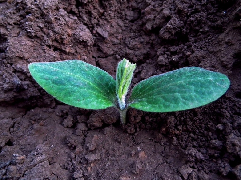 Eating Locally in the Spring seedling